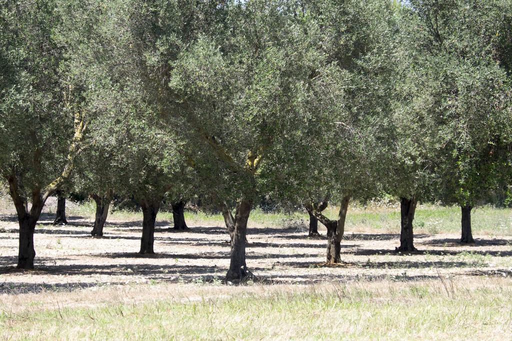 Masseria Prosperi 알리미니 외부 사진